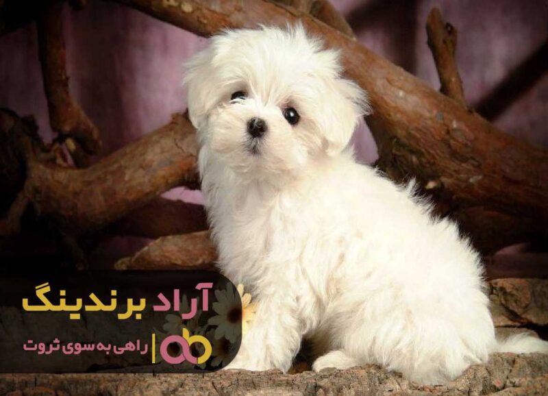 قیمت فروش سگ جیبی
