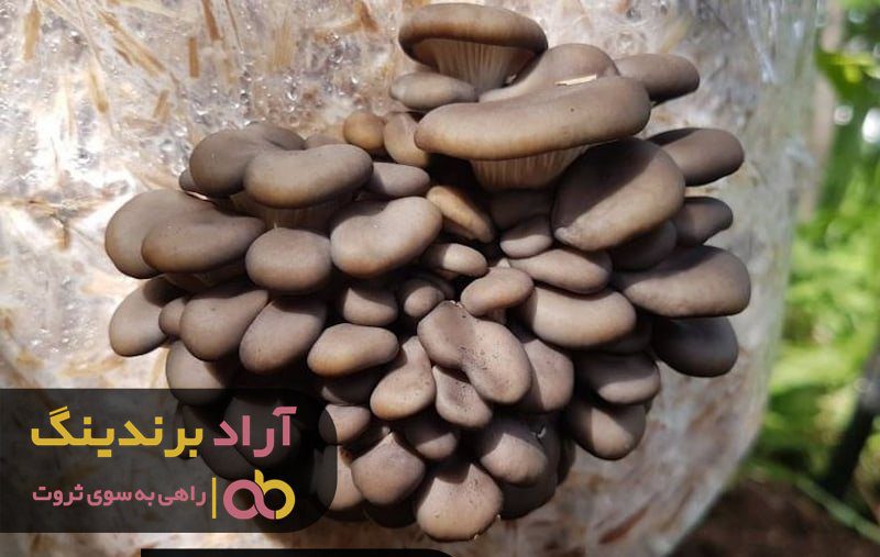 قارچ صدفی خشک شیراز