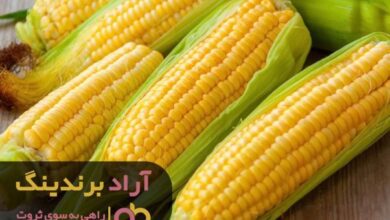 , گنجی عظیم درون ذرت که فکرش را هم نمی کنید
