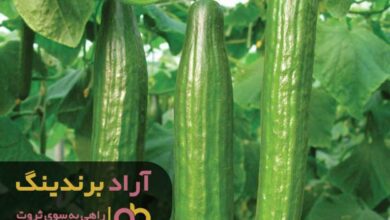 , پرورش خیار به روش هیدروپونیک