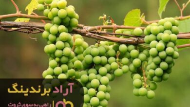 , ابتکاری ناب منجی من برای ثروت آفرینی بود