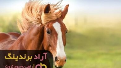 , شغلم مرا ثروتمند کرد