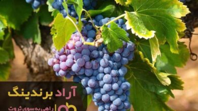 , ابزار خوشبختی ام با ثروتمندی تکمیل شد