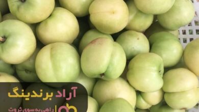 , با کمک فعالان اقتصادی ثروتمند شدم
